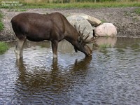 Elg, Elsdyr (Alces alces) Foto/billede af