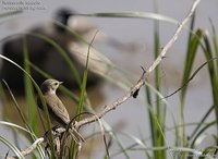 Rousserolle isabelle - Acrocephalus agricola - Paddyfield Warbler