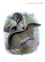 J. Smit Chrotomys whiteheadi