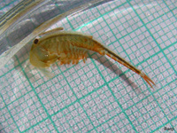 Eubranchipus grubii - Fairy Shrimp
