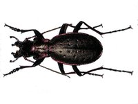 Carabus irregularis montandoni