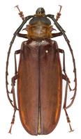 Tithoes longipennis