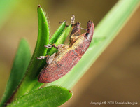 Lixus angustus