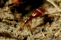 Pselaphus heisei