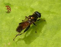 Xylota segnis
