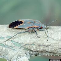 Boisea trivittata