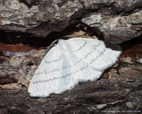 Cabera pusaria - Common White Wave