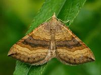 Scotopteryx chenopodiata - Shaded Broad-bar