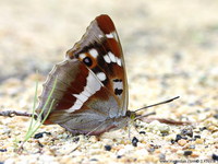 Apatura iris - Purple Emperor