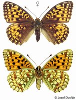 Argynnis niobe - Niobe Fritillary