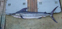 Tetrapturus audax, Striped marlin: fisheries, gamefish