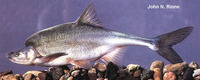 Gila cypha, Humpback chub: