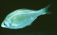 Phanerodon furcatus, White seaperch: fisheries, gamefish