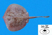 Urotrygon chilensis, Chilean round ray: