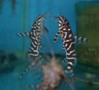 Synodontis ornatipinnis, :