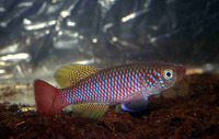 Nothobranchius elongatus, Elongate nothobranch: aquarium