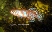 Nothobranchius symoensi, :