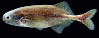 Stomatorhinus walkeri, :