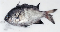 Chromis crusma, Valparaiso chromis: