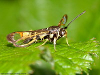 Synanthedon vespiformis - Yellow-legged Clearwing
