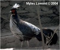 White-crested Kalij Male