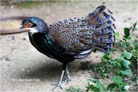 Bornean Peacock-Pheasant Polyplectron schleiermacheri
