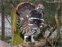 American Spruce Grouse Falcipennis canadensis canadensis