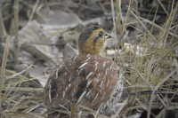 Schlegel's Francolin. (Francolinus schlegelii)