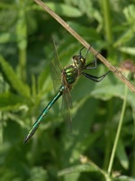 Somatochlora metallica - Brilliant Emerald