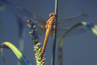 Orthetrum brunneum