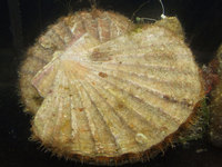 Pecten jacobaeus - great scallop