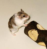 Image of: Phodopus campbelli (Campbell's hamster)