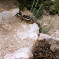 Image of: Tamias umbrinus (Uinta chipmunk)