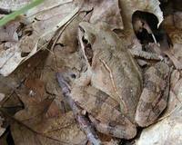 Rana dalmatina - Agile Frog
