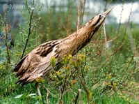 Botaurus stellaris - Great Bittern