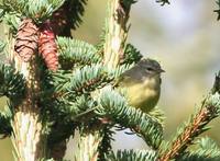 Vermivora celata - Orange-crowned Warbler