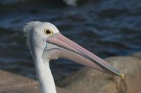 Pelecanus conspicillatus - Australian Pelican