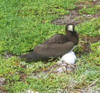 Sula leucogaster - Brown Booby