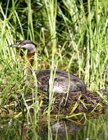 Podiceps grisegena - Red-necked Grebe