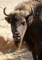 Bison bonasus - European Bison