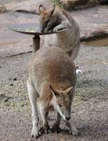 Macropus rufogriseus - Red-necked Wallaby