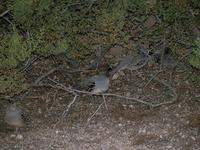 Image of: Callipepla gambelii (Gambel's quail)