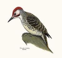 Image of: Campethera bennettii (Bennett's woodpecker)