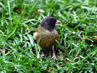 Image of: Carduelis ambigua (black-headed greenfinch)