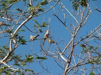 Image of: Columbina inca (Inca dove)