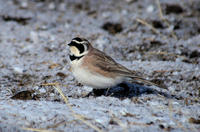 Image of: Eremophila alpestris (horned lark)