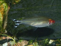 Petitella georgiae - False Red Nose Tetra