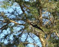 Image of: Vidua paradisaea (eastern paradise-whydah)