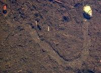 Image of: Gastropoda (gastropods, slugs, and snails)