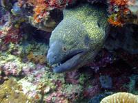 Image of: Muraenidae (moray eels and morays)